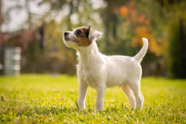 Parson Russell Terrier