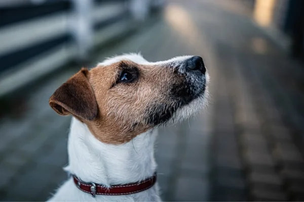 Parson Russell Terrier