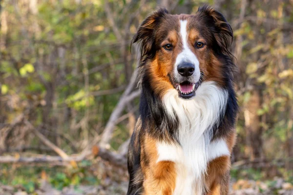 Australian Shepherd