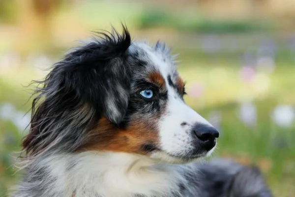 Australian Shepherd