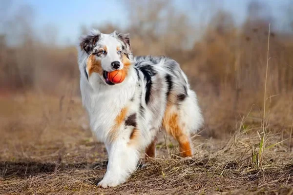 Australian Shepherd