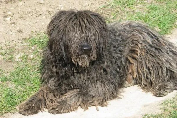 Pastor Bergamasco 