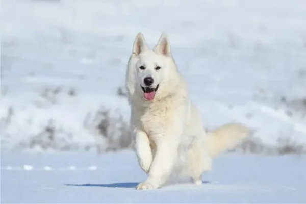 White Swiss Shepherd