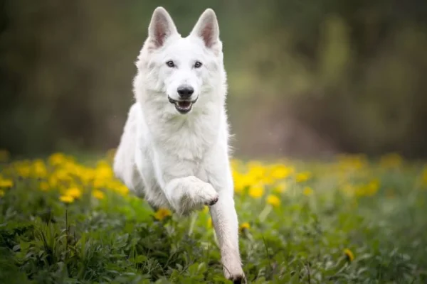 White Swiss Shepherd