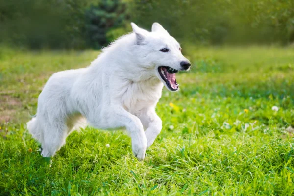 White Swiss Shepherd