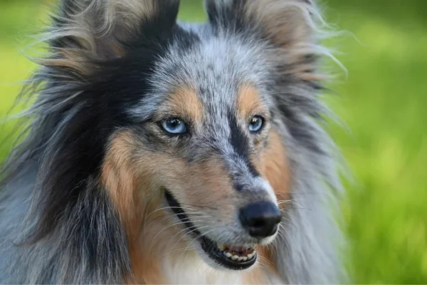 Shetland Shepherd