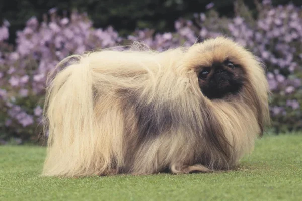 Pekingese