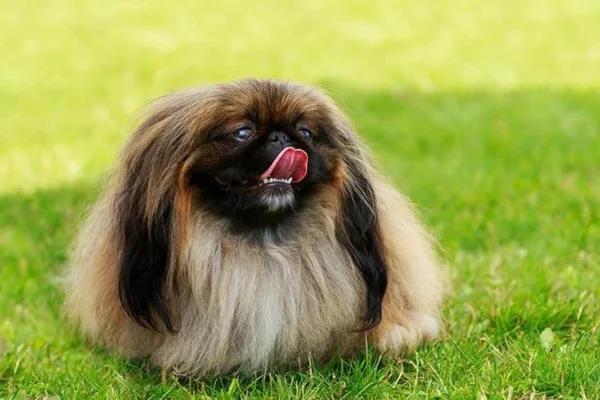 Pekingese