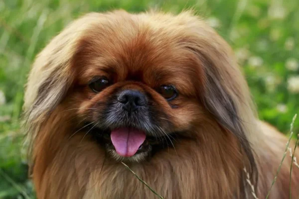 Pekinés