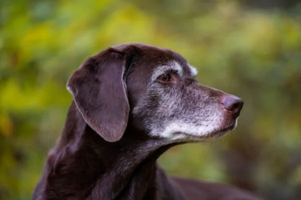 Pyélonéphrite chez le chien