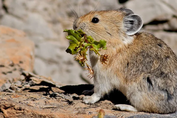 Curiosidades do mundo animalLagomorfos