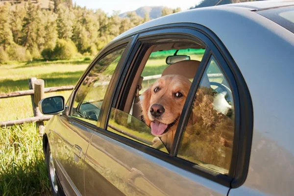 Si può dare Dramin a un cane?