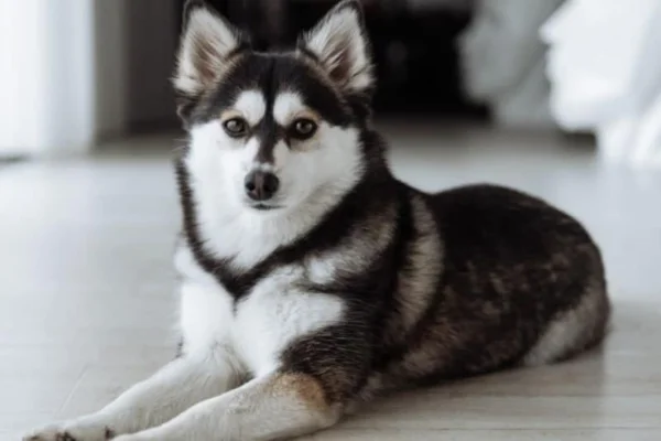 Pomsky