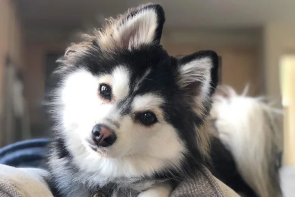 Pomsky