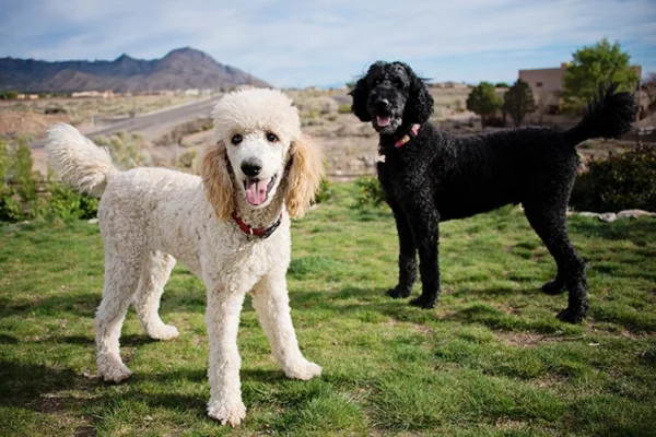 Poodle gigante