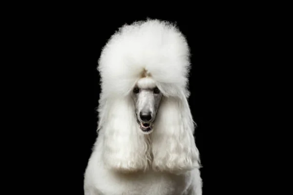 Poodle gigante