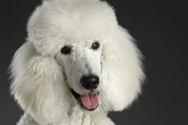 Giant poodle