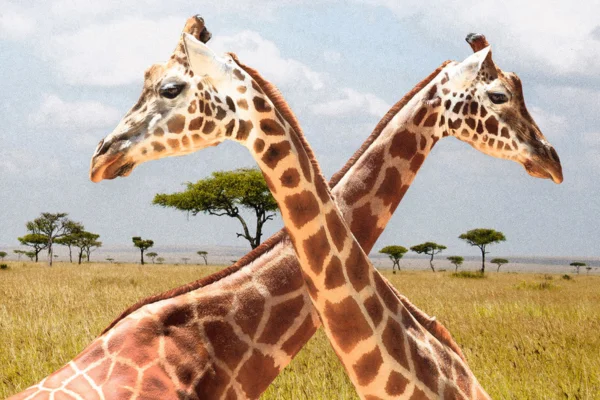 Por que as Girafas Têm Pescoços Tão Longos