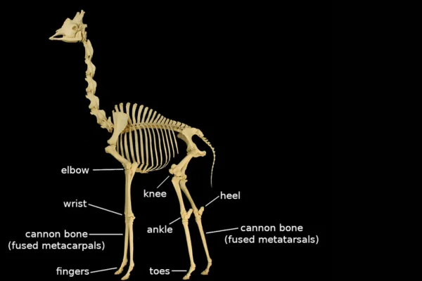 Por que as Girafas Têm Pescoços Tão Longos