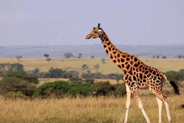 Animais da ÁfricaDescubra a incrível diversidade da fauna africana, lar de algumas das espécies mais icônicas e fascinantes do planeta. Explore informações detalhadas sobre animais majestosos como leões, elefantes, girafas, rinocerontes e muitas outras criaturas que habitam as vastas savanas, florestas e desertos do continente. Aprenda sobre seus comportamentos, habitats e o papel crucial que desempenham nos ecossistemas da África.

