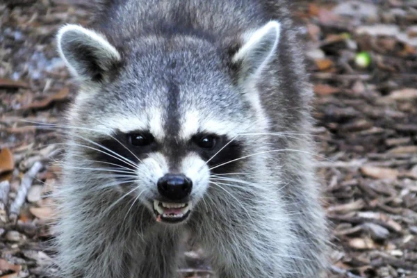 Why raccoons attack humans