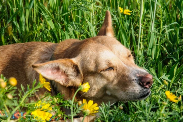 Posso dar antialérgico humano para cachorro