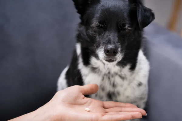 Prednisona e Prednisolona para Cães