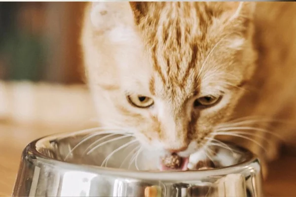 Quantas vezes um gato deve comer por dia (2)