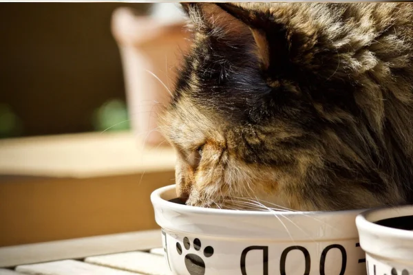 How many times a day should a cat eat?