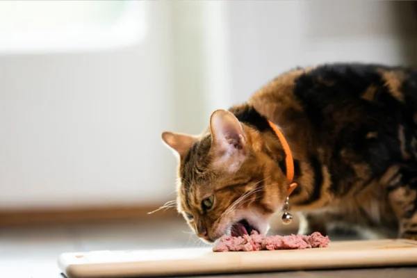 Quantas vezes um gato deve comer por dia (2)