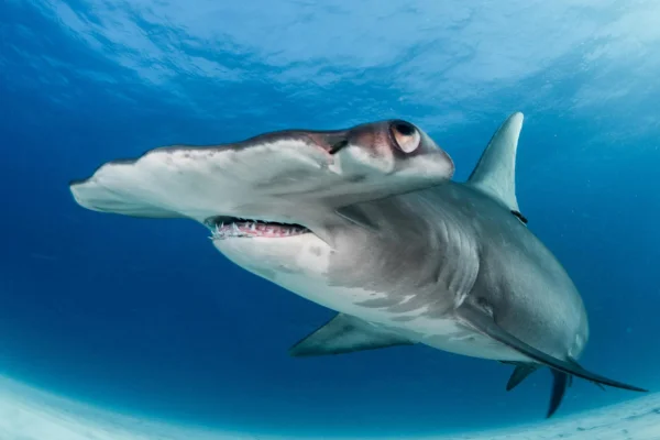  Combien de temps vit un requin ?