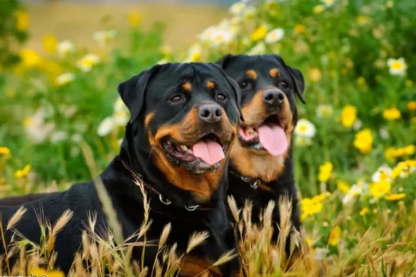 Rottweiler