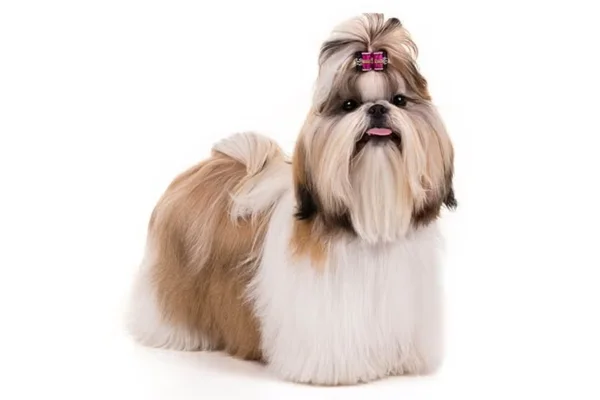 Shih Tzu