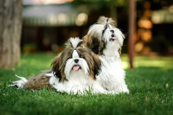 Shih Tzu 