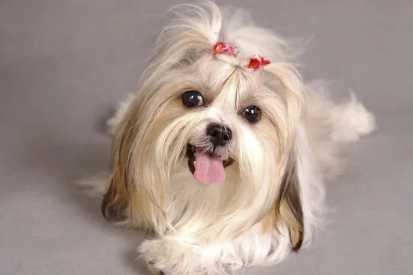 Shih-Tzu i (1)