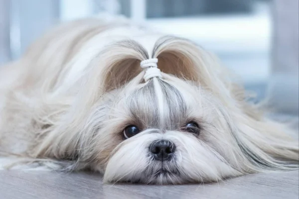 Shih-Tzu 