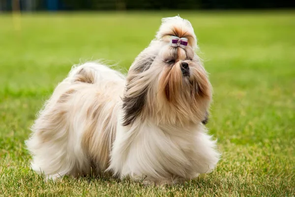 Shih Tzu 