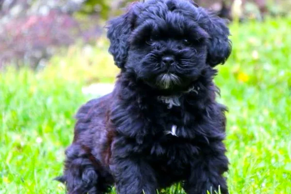 Shih poo