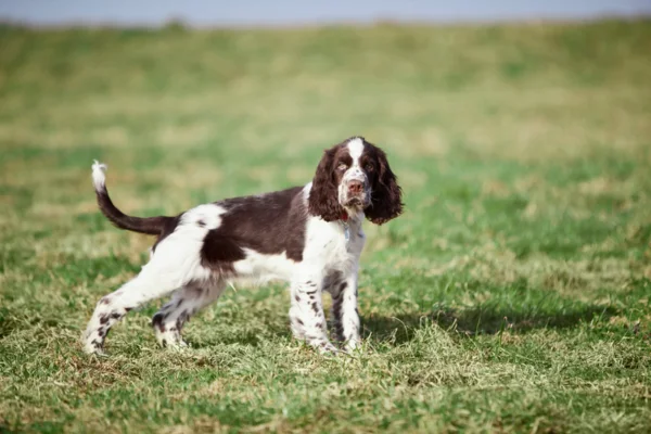 Springel spaniel inglês