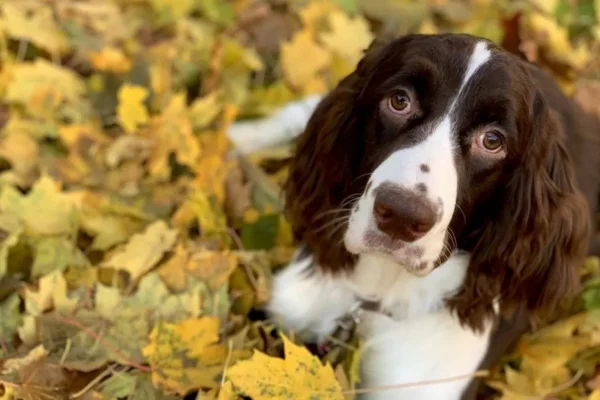 Springel spaniel inglês