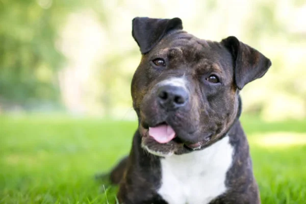 Staffordshire Bull Terrier