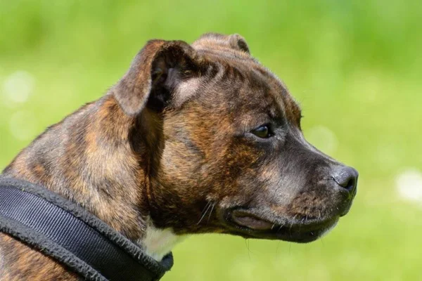 Staffordshire Bull Terrier