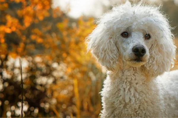 Trilostano para Cães