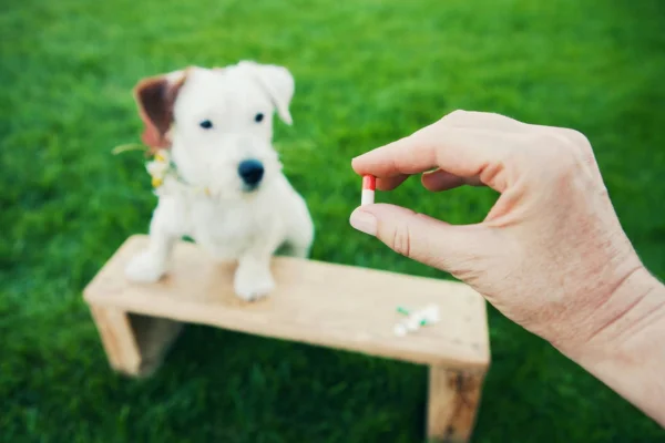 Selegilina para Cães