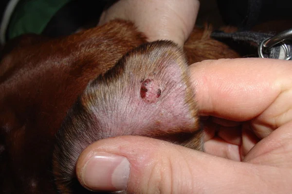 Thanks for visiting, check out our other workhttps://vettopbr.com/cachorros/https://vettopbr.com/pets/https://vettopbr.com/tosse-em-caes/Tumor skin on dogs (1)