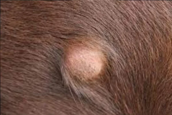 Skin tumors in dogs (1)