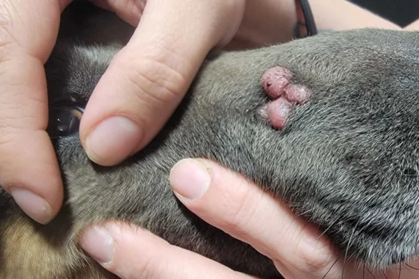 Skin tumors in dogs