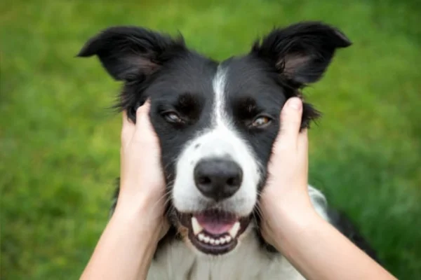 Tumores cerebrales en perros