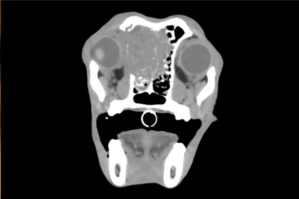 Brain Tumors in Dogs