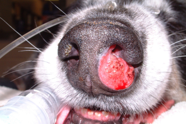 Nasal Tumors in Dogs